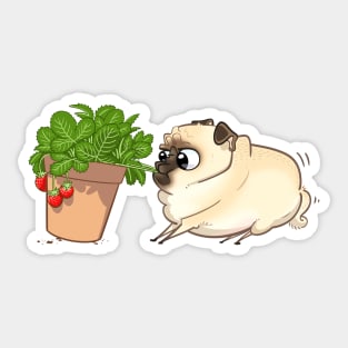 Strawbs Sticker